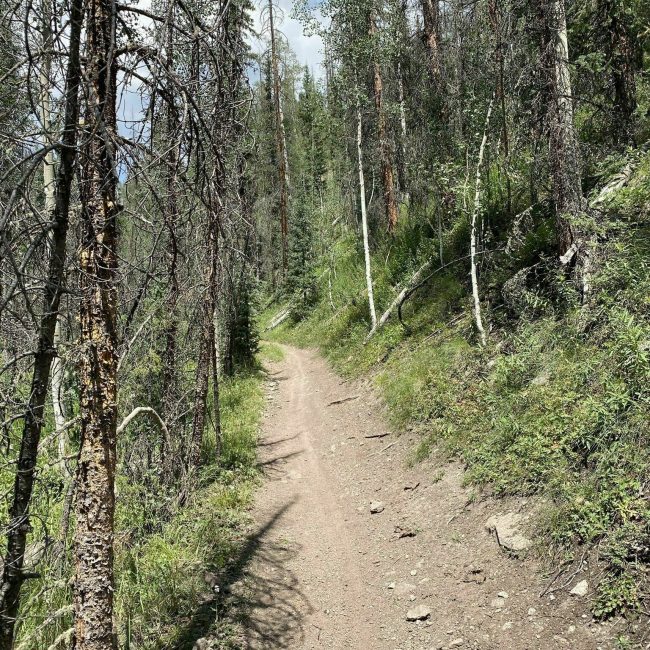 Middle Alder Trail